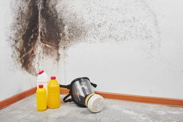Best Same-Day Mold Removal  in Newton, KS