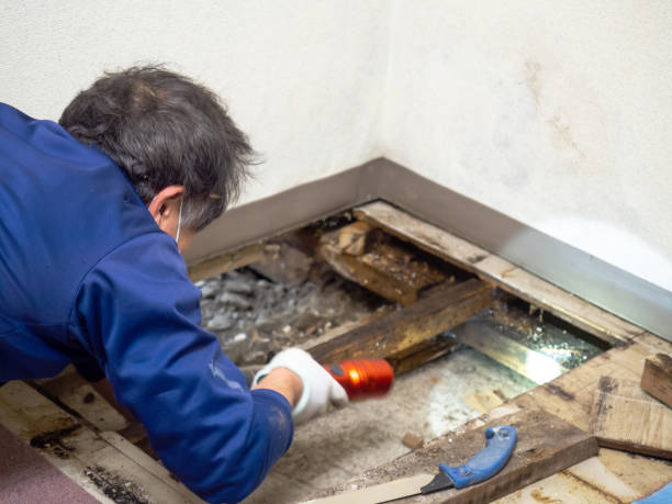 Best Mold Remediation  in Newton, KS