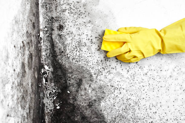 Best Professional Mold Removal  in Newton, KS