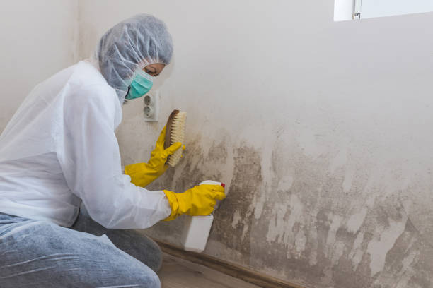 Best Mold Removal Company Near Me  in Newton, KS