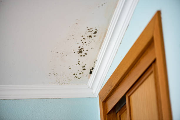 Best Certified Mold Removal  in Newton, KS
