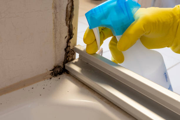 Best Toxic Mold Removal  in Newton, KS