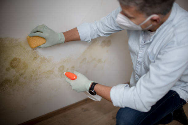 Best Home Mold Removal  in Newton, KS