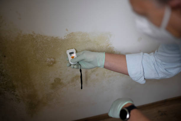Best Best Mold Removal Companies  in Newton, KS