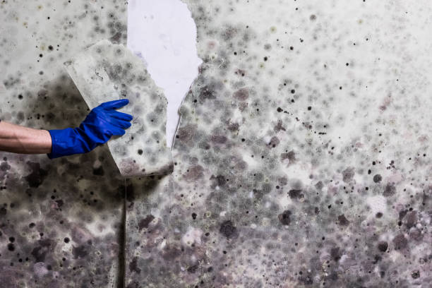 Best Local Mold Removal Service  in Newton, KS