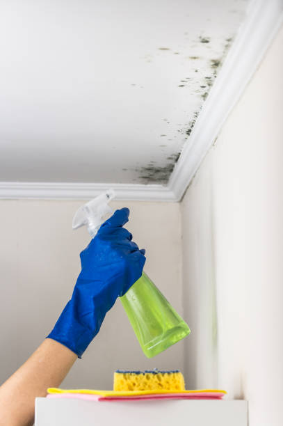 Best Attic Mold Removal  in Newton, KS