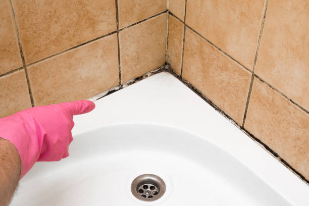 Best Fast Mold Removal  in Newton, KS